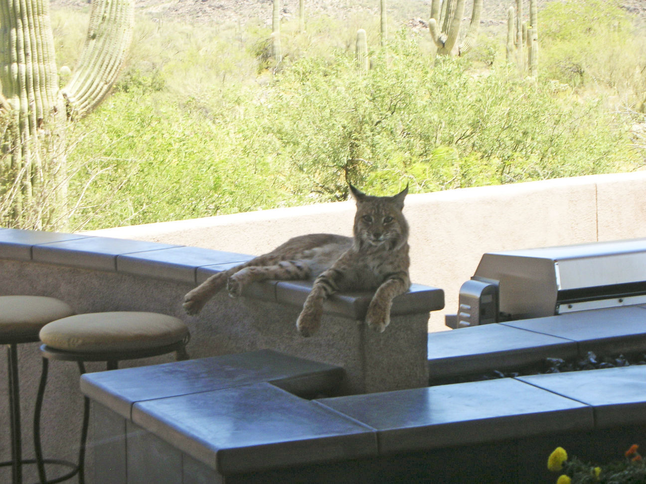 Backyard Bobcats